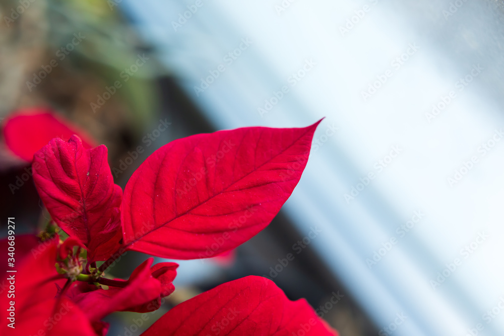 the red leaves of a poinsettia. Christmas flower is the poinsettias the red leaves of a poinsettia. Christmas flower is the poinsettias