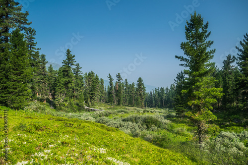mountain range, evergreen trees and green grass field during sunny summer day, Khamar-Daban, Siberia, Russia, national park