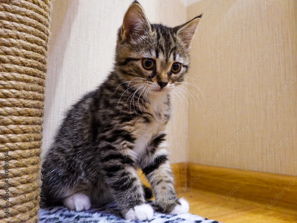 A grey, striped kitten sits in a corner near a scratching post