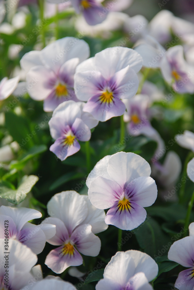 White and Purple Flower Pansies closeup of colorful pansy flower White and Purple Flower Pansies closeup of colorful pansy flower