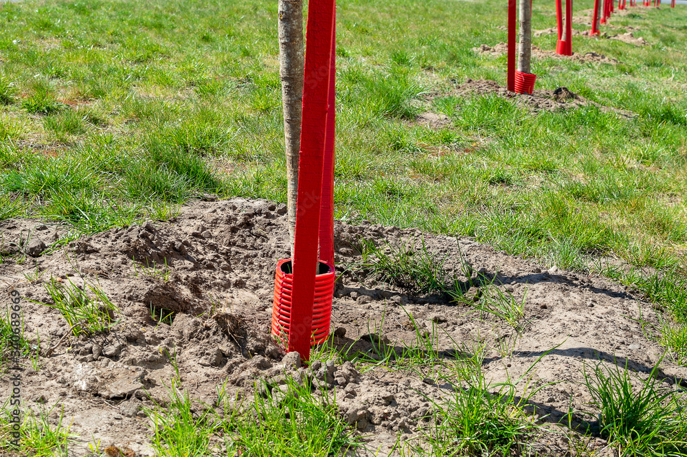 A group of young seedlings of trees planted on the lawn, with red protective sticks and covers. A group of young seedlings of trees planted on the lawn, with red protective sticks and covers.