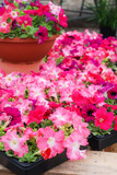 Pink Petunias in the tray,Petunia in the pot, Mixed color petunia