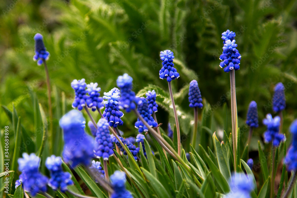 blue forest flowers in the grass under the sun blue forest flowers in the grass under the sun
