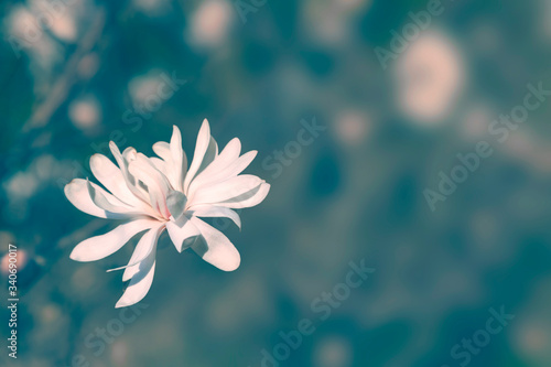 Royal Star Magnolia (Magnolia Stellata) on blurred blue background. Soft floral background.