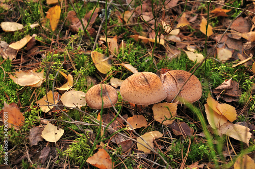 Mushrooms grow in forest among moss and yellow fallen leaves