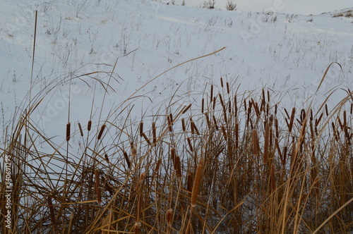 Dried reeds in the snow. Ice