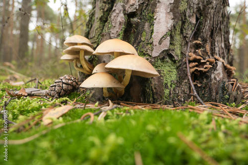 forest mushrooms growing by the tree