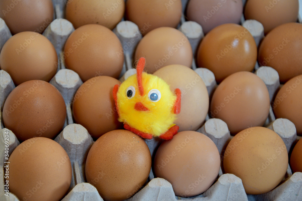 A little yellow chicken sits on an egg tray and looks up. A little yellow chicken sits on an egg tray and looks up.