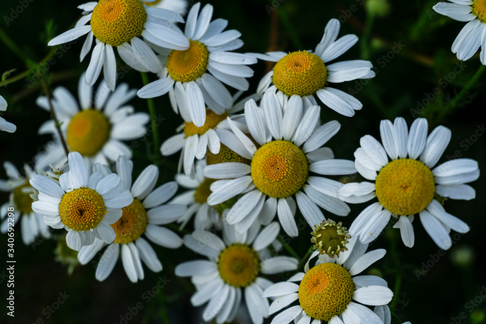 Fototapeta premium Close up view of chamomiles on a green background during summer season