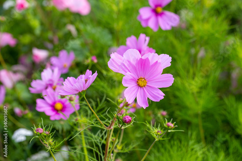 Meadow with beautiful flowers to use as a background.