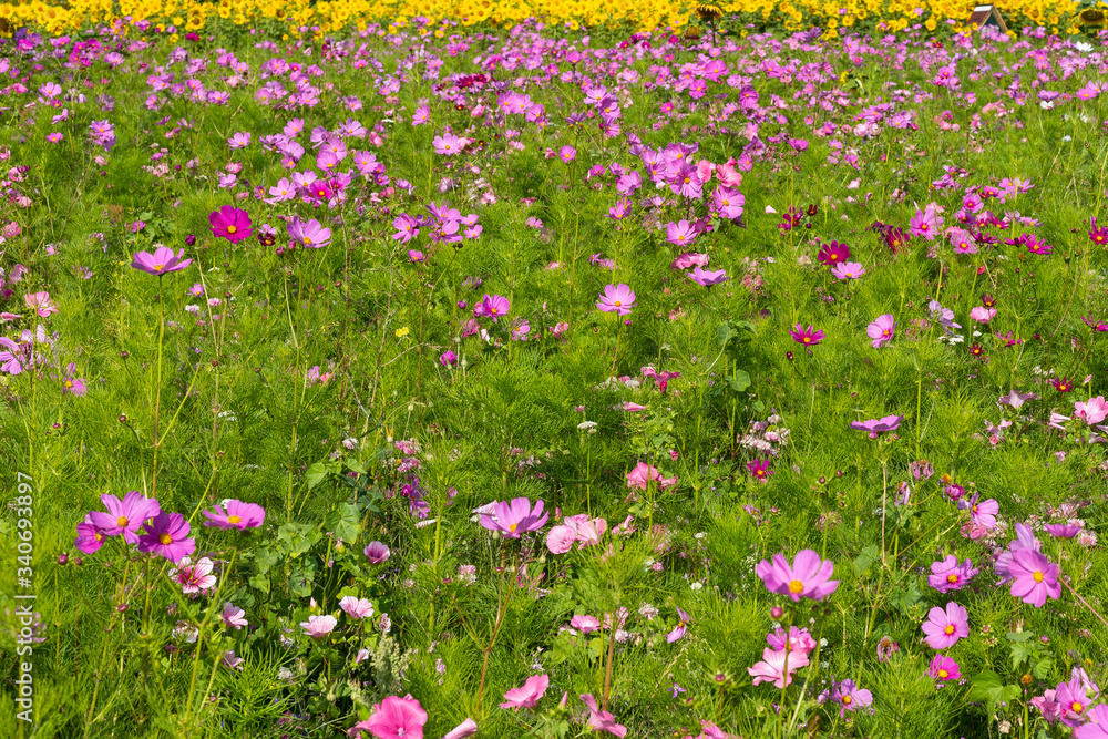 Meadow with beautiful flowers to use as a background. Meadow with beautiful flowers to use as a background.