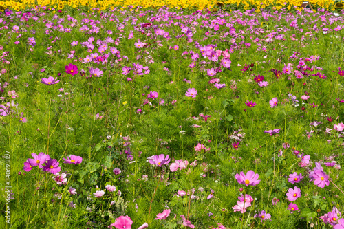Meadow with beautiful flowers to use as a background.