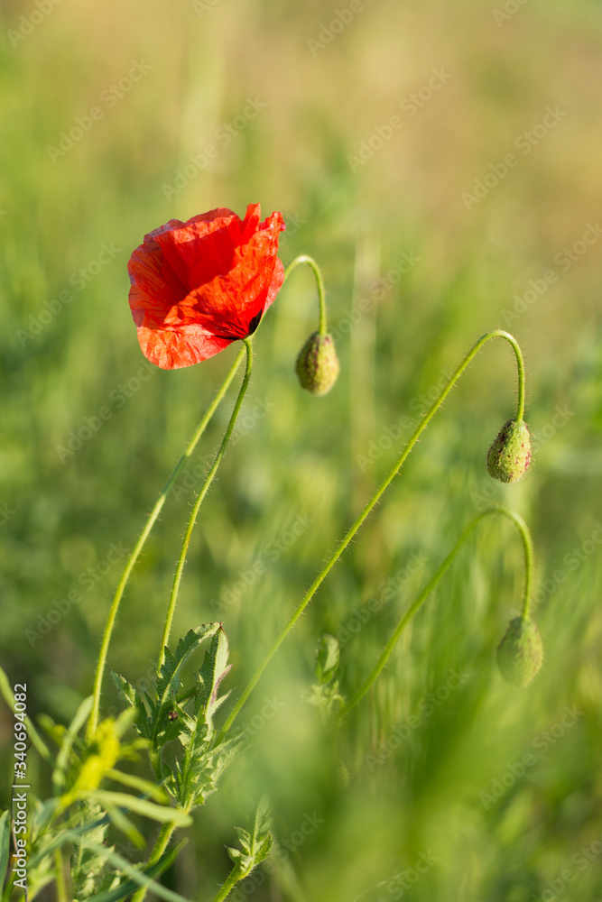 Obraz premium red poppy in the field