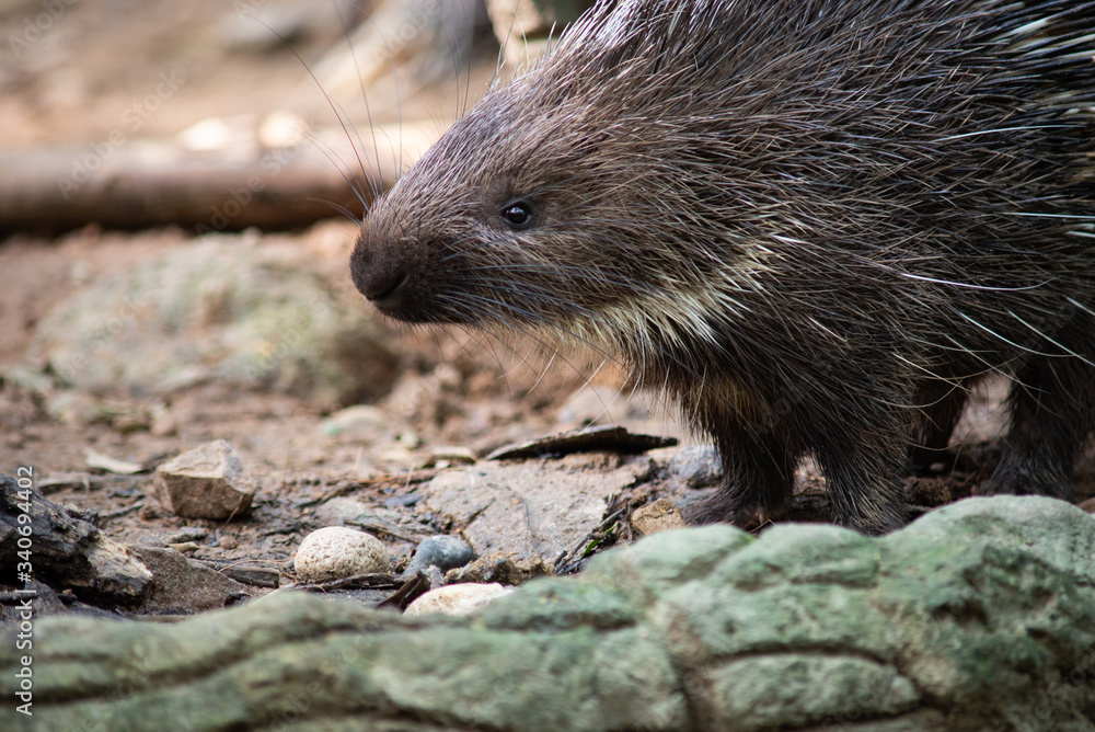 porcupine porcupine