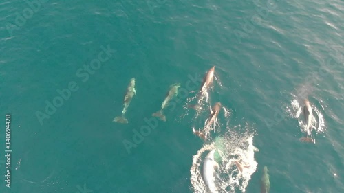 delfini nelle acque dell'isola d'elba