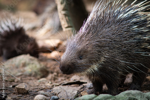 Obraz na płótnie porcupine w salonie