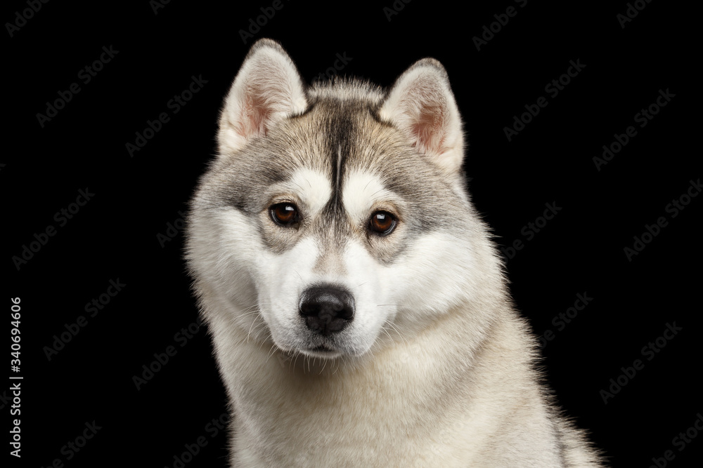 Portrait of Young Siberian Husky Dog on Isolated Black Background