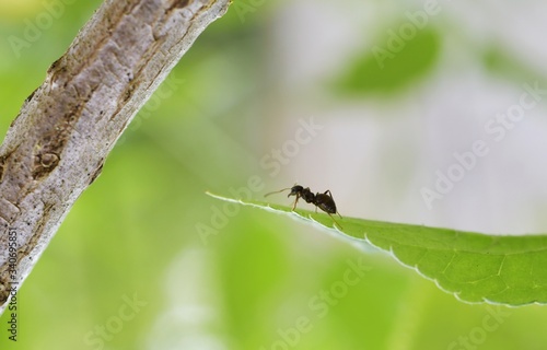 Fourmi dans le vide