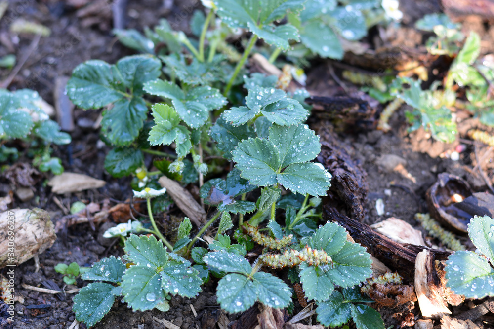 piantine di fragole biologiche in fioritura piantine di fragole biologiche in fioritura