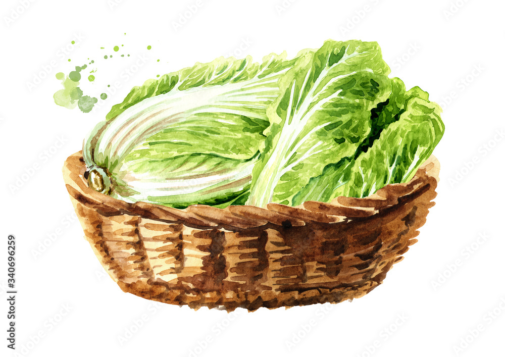 Bascket with Fresh chinese cabbage. Hand drawn watercolor illustration isolated on white background Bascket with Fresh chinese cabbage. Hand drawn watercolor illustration isolated on white background