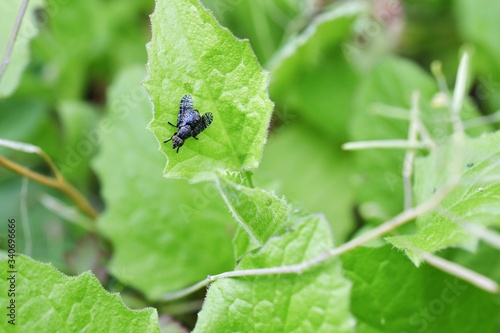 Petite mouche