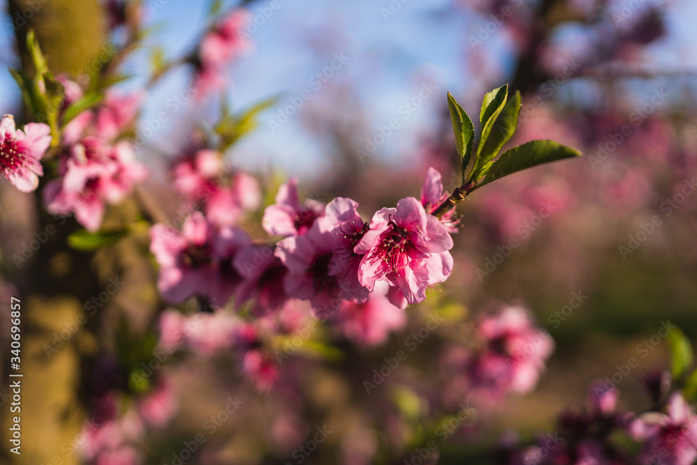Fototapeta premium Selective focus on a flower of a cherry tree