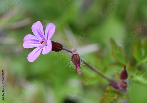 Fleur mauve