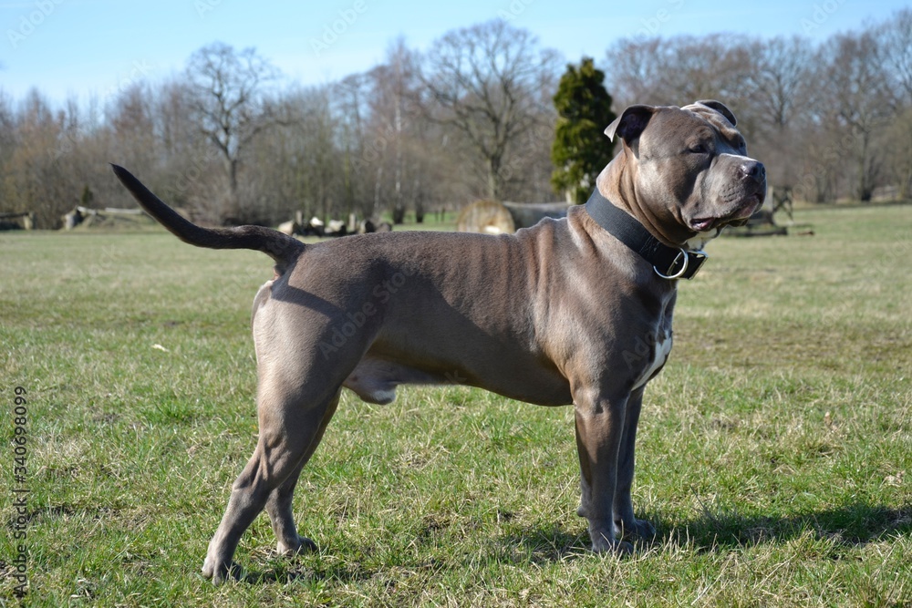 American Bully Pose