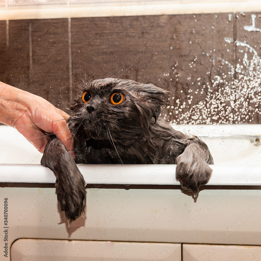 Funny wet british cat with bright orange eyes takes a shower. Pet Hygiene Concept. Wet, angry cat.