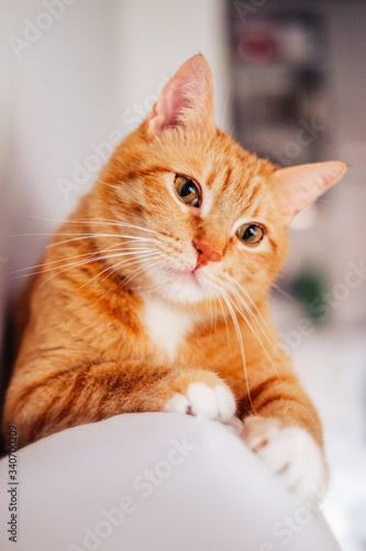 Photography Funny ginger cat looking at the camera. Cat at home