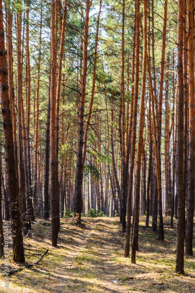 Rows of the pine trees in a forest