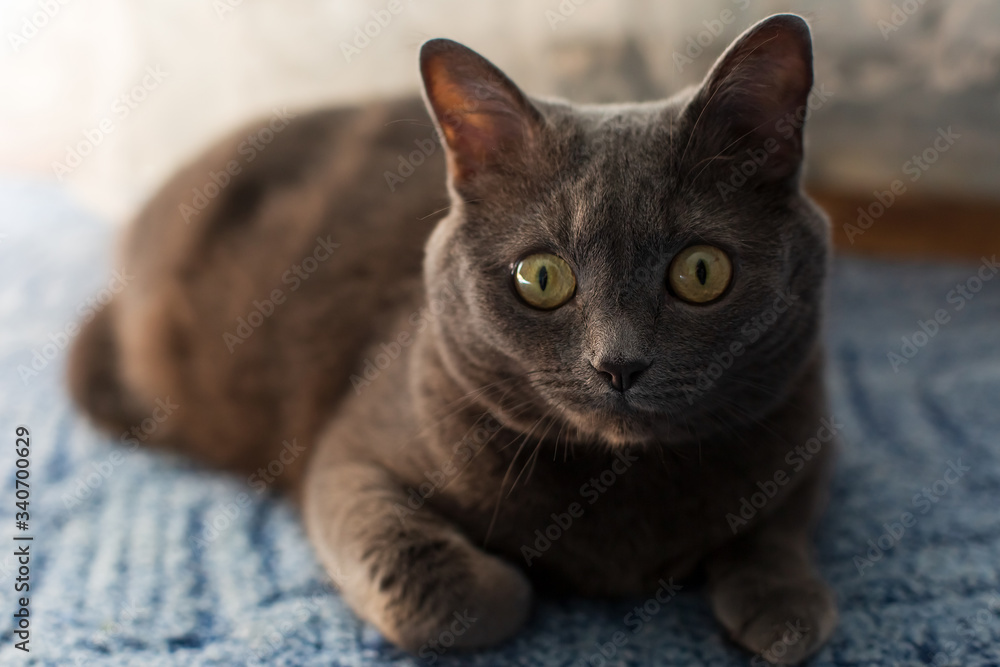 a grey cat is lying on a blue carpet. domestic cat ash-colored. British breed cat