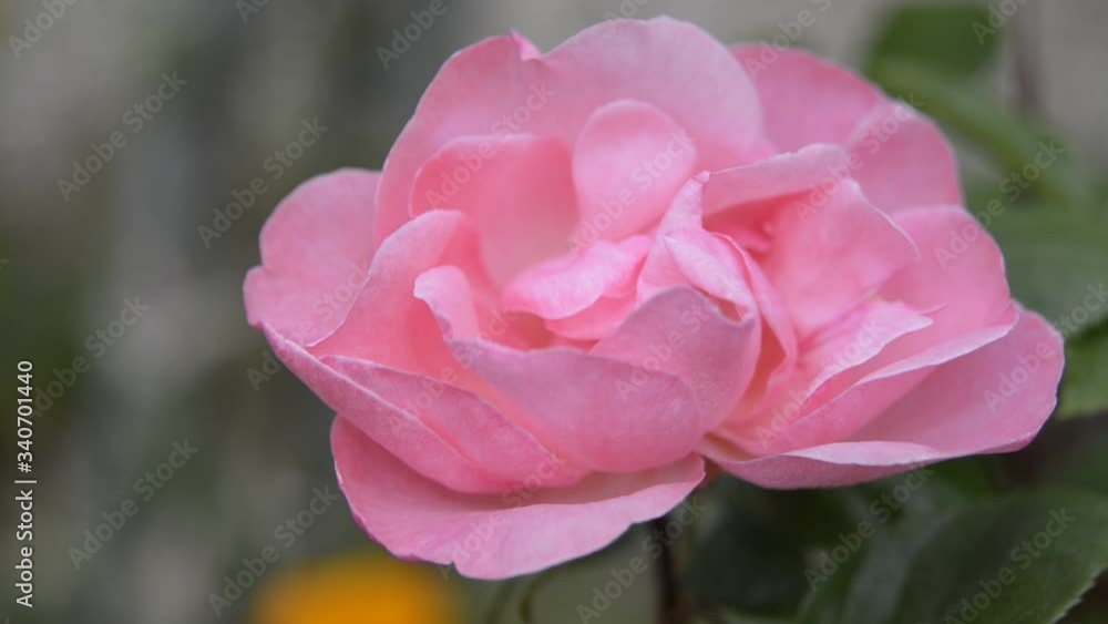 Fleur rose de rosier Fleur rose de rosier