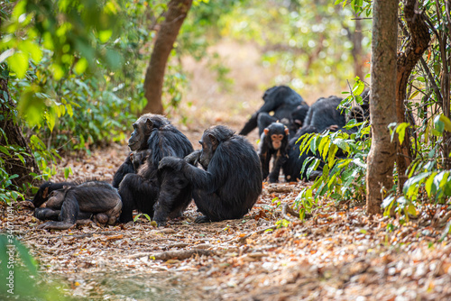 Tras los pasos de Jane Goodall en Gombe