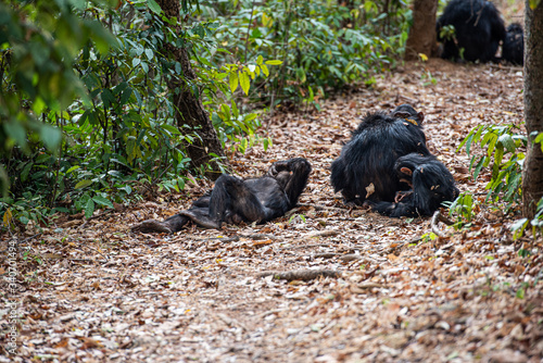 Tras los pasos de Jane Goodall en Gombe photo