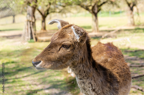 Fototapeta Naklejka Na Ścianę i Meble -  Sarny i jelenie w naturalnym srodowisku.  Dzikie zwierzeta z bliska.  Dzika przyroda z bliska. Mlode i dorosle jeleni i sarny. Wypoczynek zwierzat.  Mlody daniel.