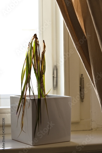 Close up of dead Dracaena house plant on a window ledge