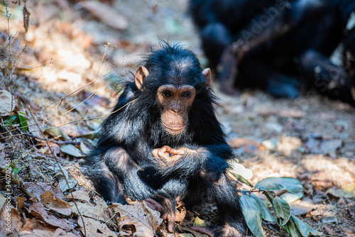 Tras los pasos de Jane Goodall en Gombe photo