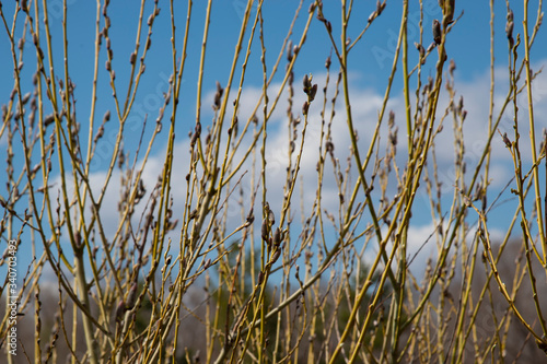 Branches with buds of willow on the background of blue sky.