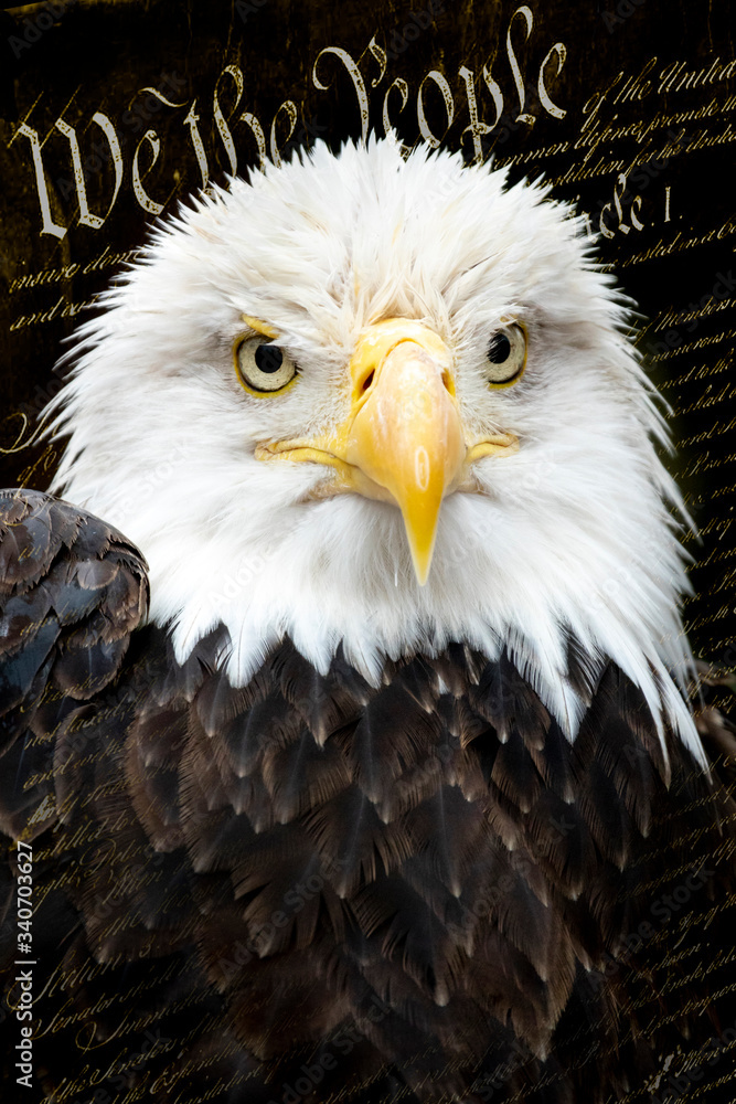 Fototapeta premium This majestic portrait of an American Bald Eagle against a faded original copy of the United States Constitution wonderfully llustrates the patriotic theme of 'We The People'. 