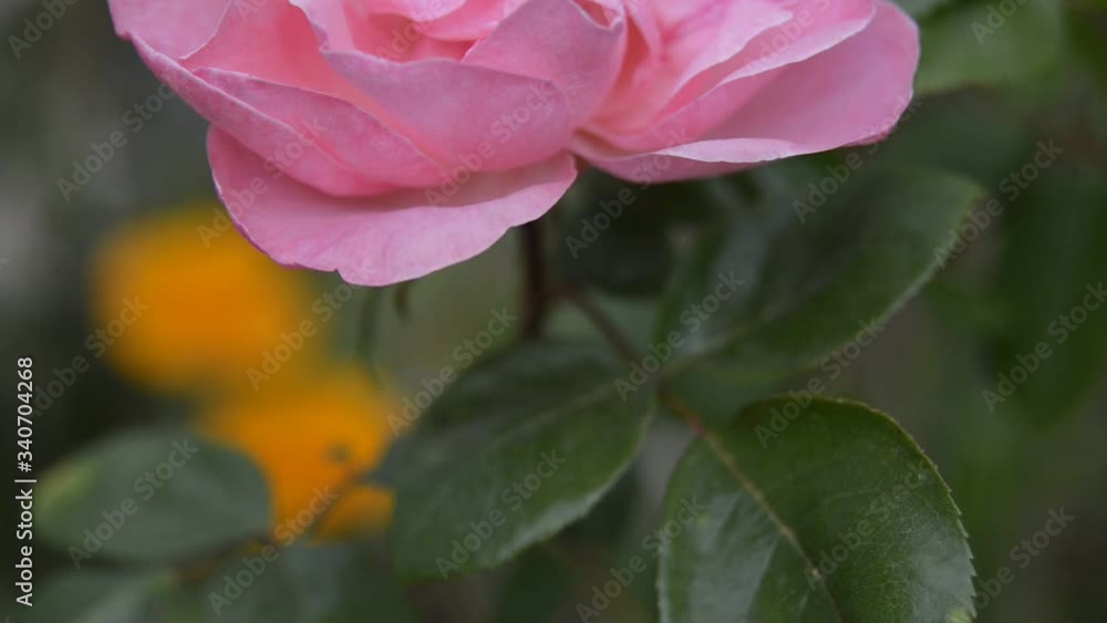 Mouvement autour d'une fleur rose de rosier