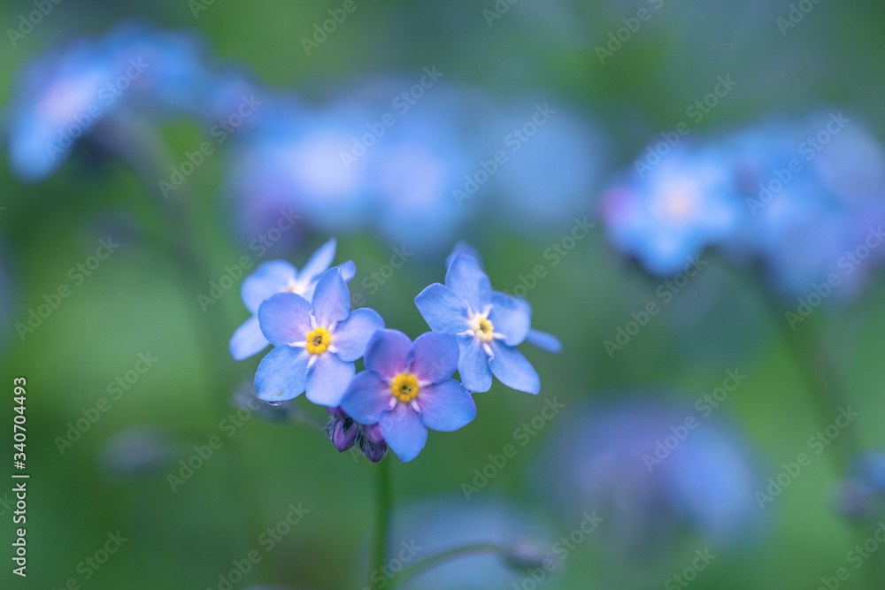 Wildflower Alpine Forget-me-not flower / Myosotis alpestris Wildflower Alpine Forget-me-not flower / Myosotis alpestris