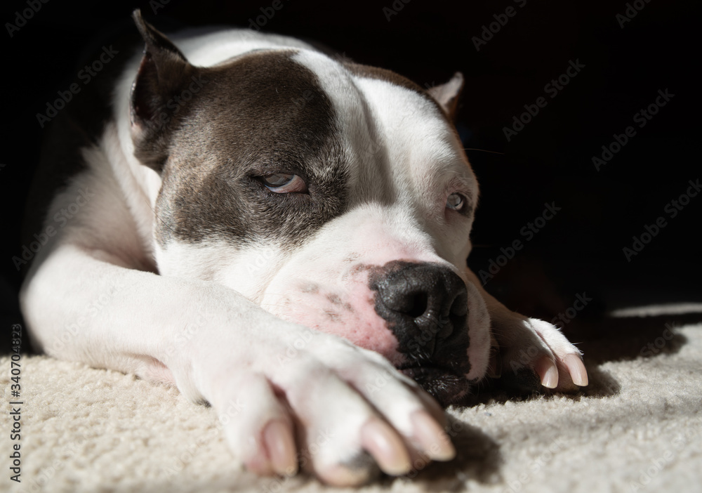 An American Staffordshire Terrier dog relaxes in the sun An American Staffordshire Terrier dog relaxes in the sun