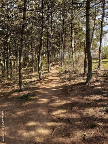 path in the forest