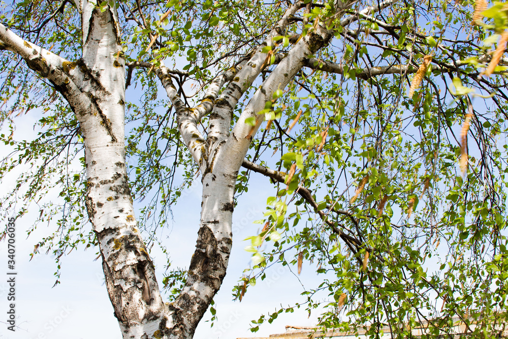 Fototapeta premium Birch leaves in the day sky
