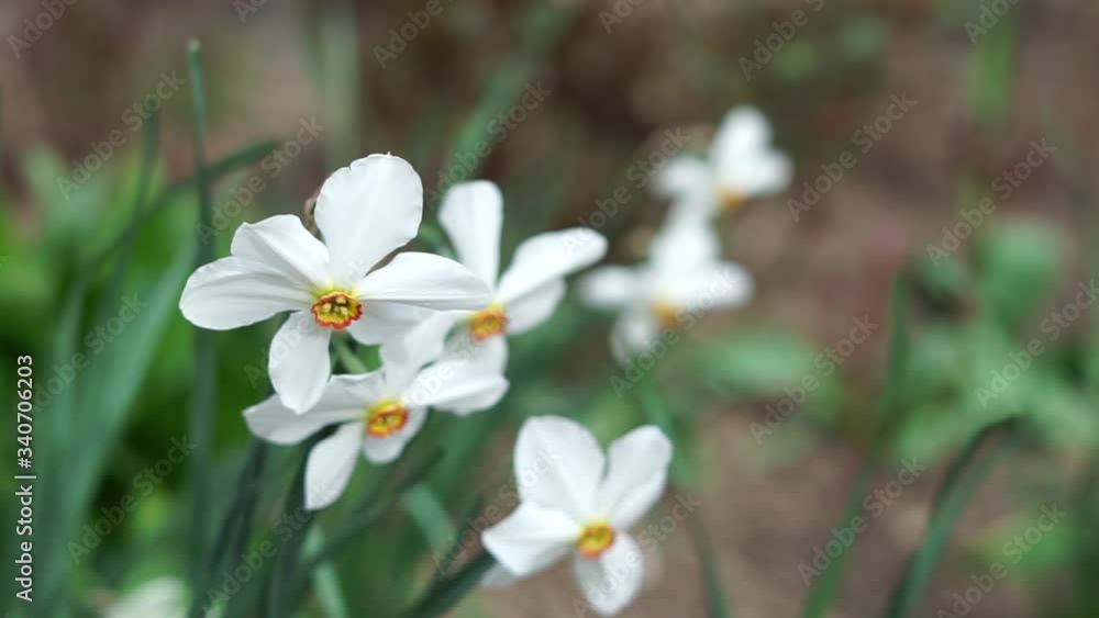 white daffodils bloomed on the flowerbed white daffodils bloomed on the flowerbed