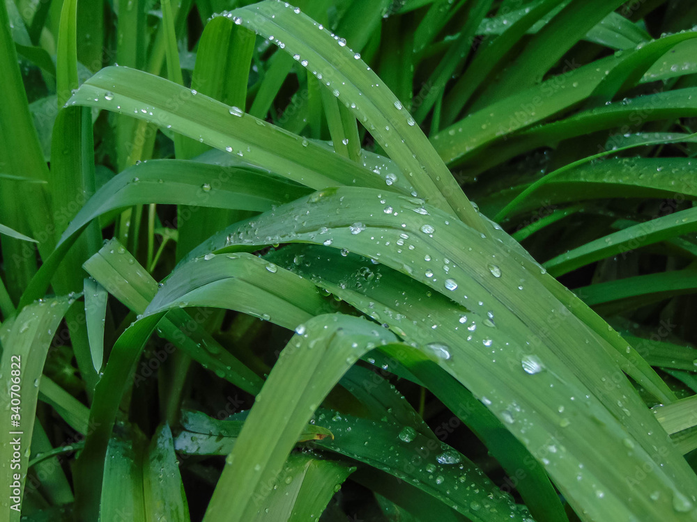 Fototapeta premium Large raindrops on the leaves