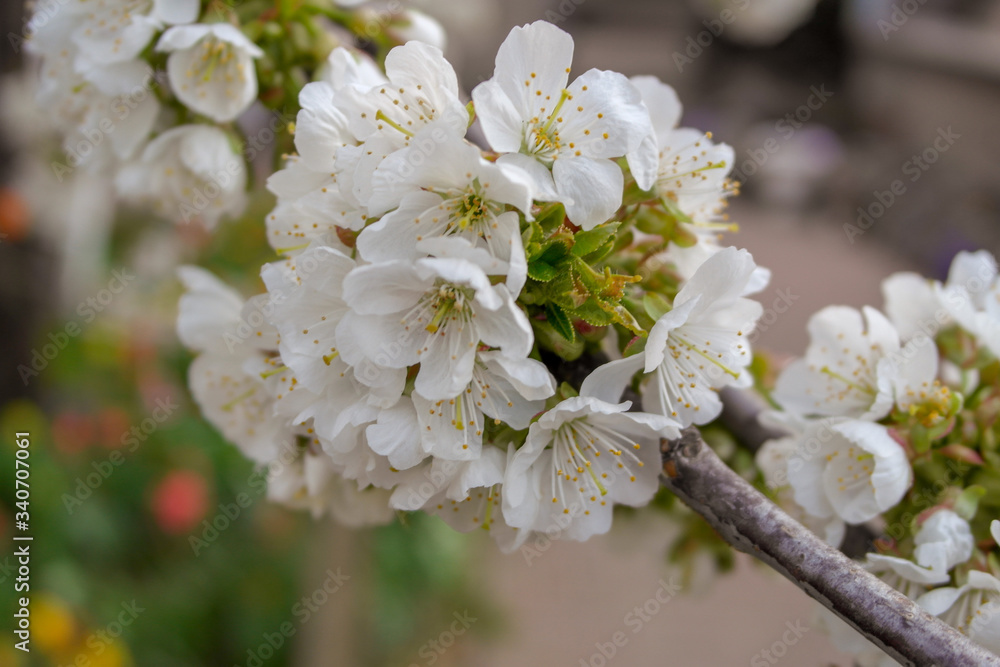 frühling