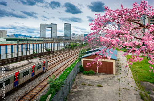 Cherry blossoms with Korean trains. photo