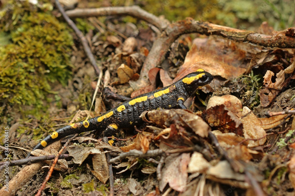 Feuersalamander (Salamandra salamandra) im Nationalpark Kellerwald. Feuersalamander (Salamandra salamandra) im Nationalpark Kellerwald.